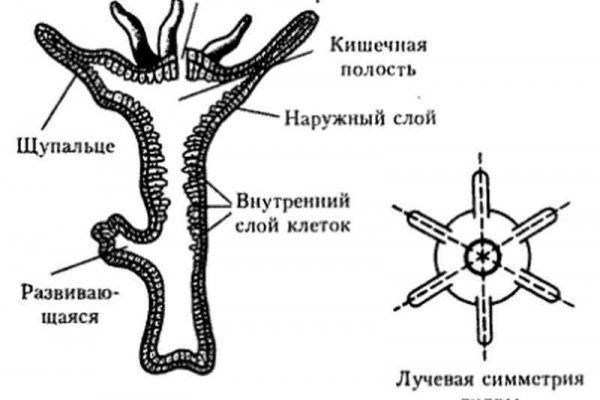 Что продают на кракене